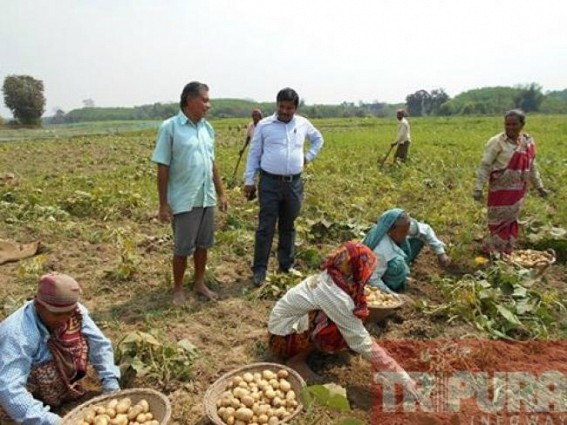 Potato Production : Santirbazar Sub Division ahead of others in State Potato Production : Santirbazar Sub Division ahead of others in State